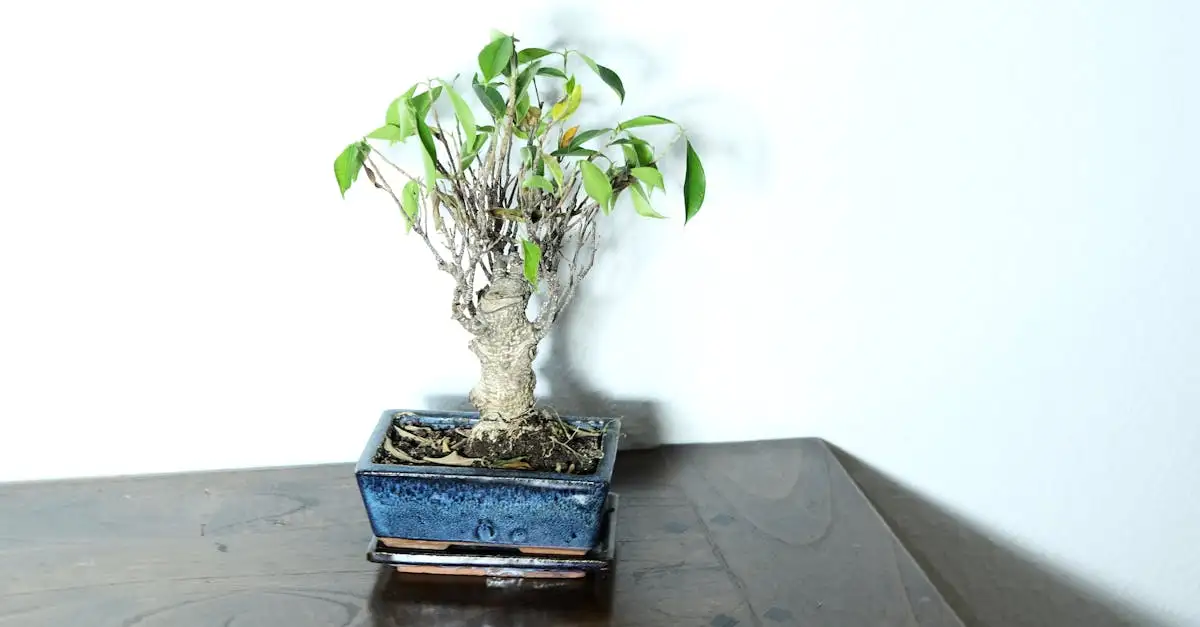 Kunst bonsai