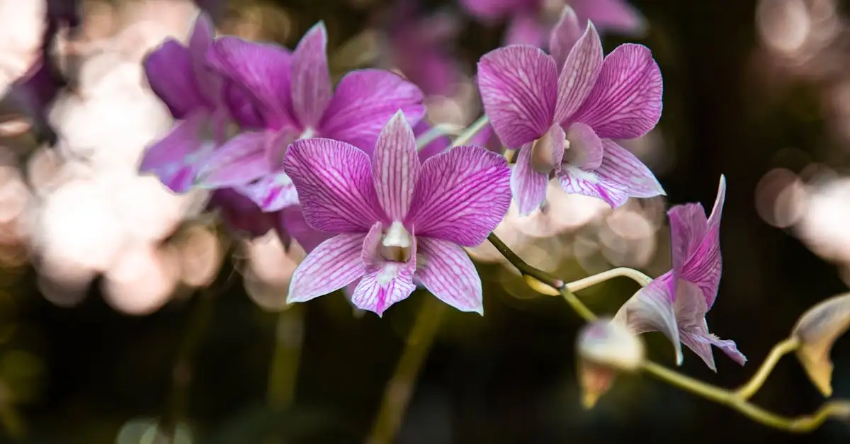 Kunst orchidee