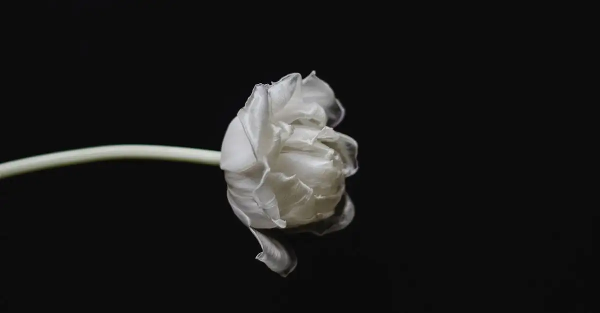 Kunst tulp