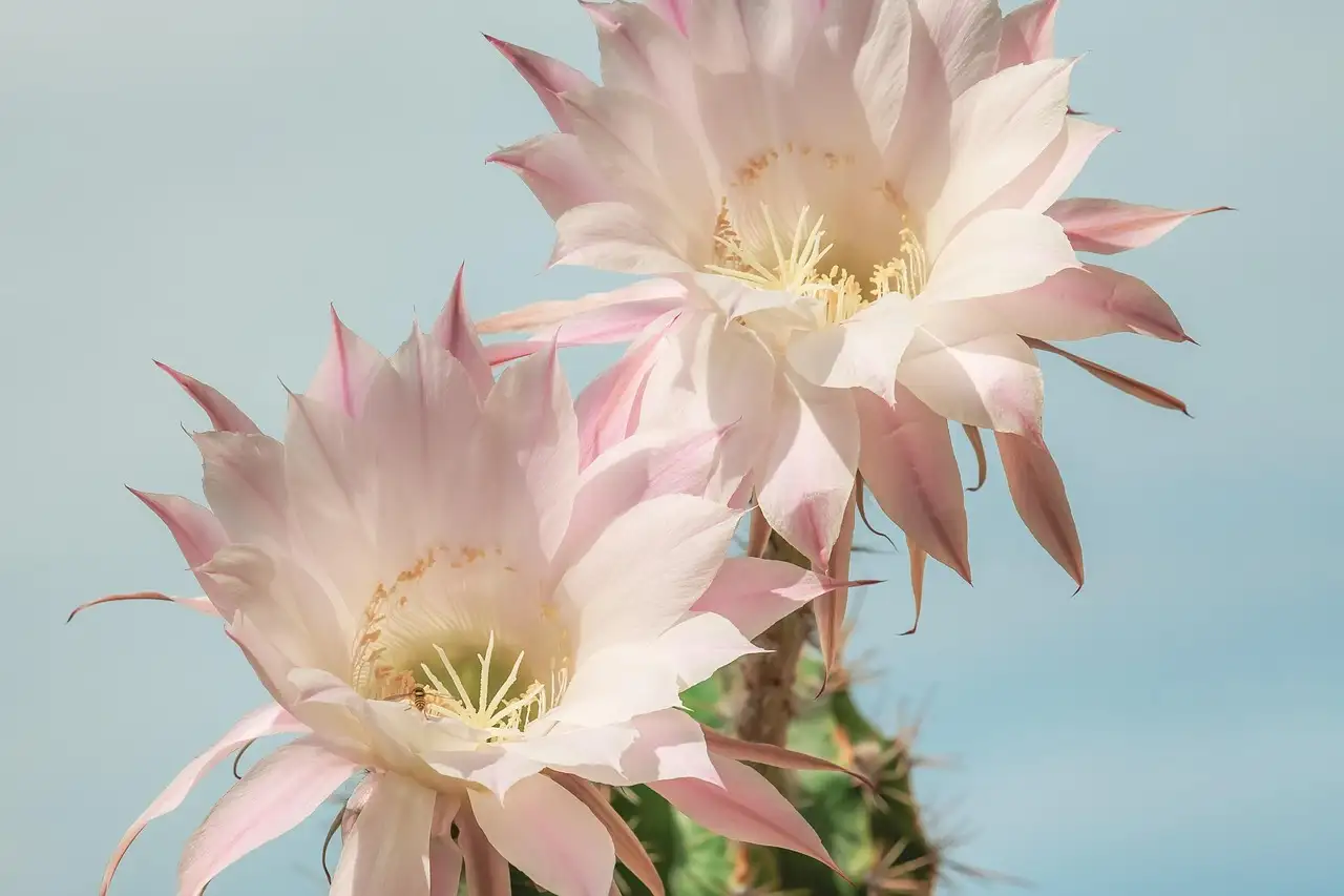 Cactus kunst