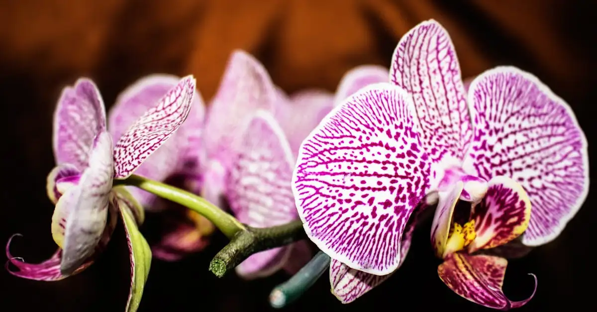 Kunst orchidee action