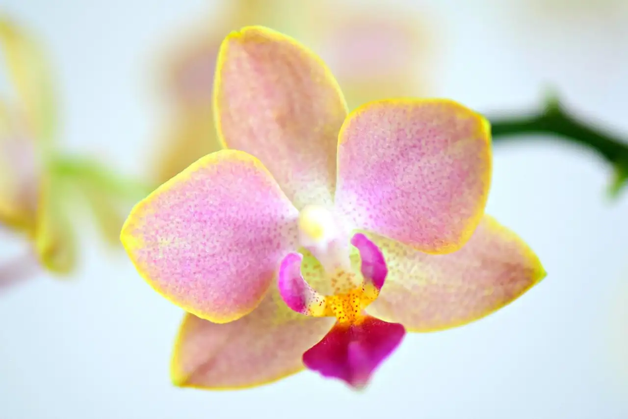 Kunst orchidee action