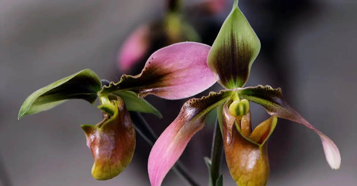 Kunst orchidee intratuin