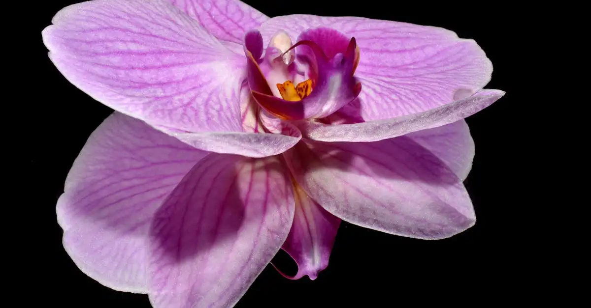 Kunst orchidee intratuin