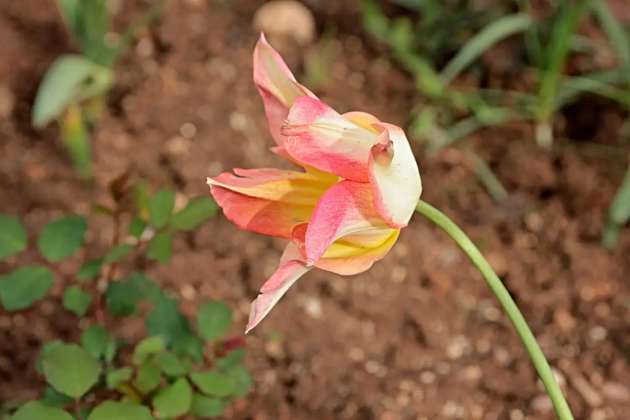 Kunst tulpen action