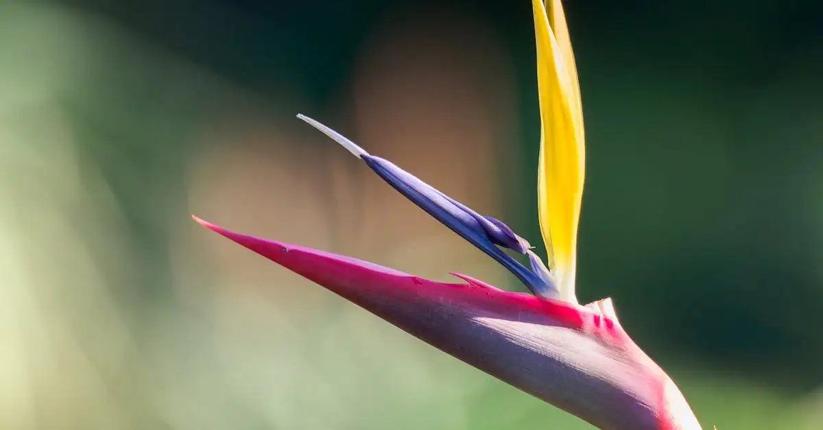 Strelitzia kunst kopen voor een tropische sfeer