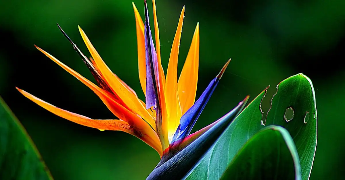 Strelitzia kunst kopen voor een tropische sfeer
